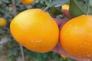 愛媛最新品種價(jià)格_愛媛果凍橙種植耐幾度低溫
