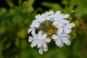 小玉四川春見耙耙柑：川蜀風(fēng)味爆汁清甜，當(dāng)季現(xiàn)摘新鮮直達(dá)！