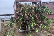 柑橘苗子的種植技術_柑橘苗移栽后多久生根