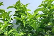 柑橘秋栽種植技術(shù)_柑橘樹什么時(shí)候深耕為好