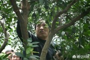 柑橘病蟲害防治圖譜大全_如何提前做好防治工作 柑橘病蟲害防治圖譜大全_如何提前做好防治工作