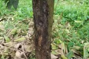 柑橘萌芽期病蟲害_柑橘的現(xiàn)蕾期開花前的管理工作 柑橘萌芽期病蟲害_柑橘的現(xiàn)蕾期開花前的管理工作