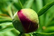 柑橘愛媛剛發(fā)芽開花前打什么藥？關(guān)鍵防治要點(diǎn)與管理指南解析