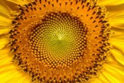 廣西柑橘打什么藥？詳解常見(jiàn)病蟲害防治科學(xué)用藥指南