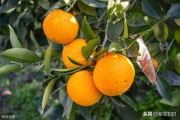 柑橘栽培及病蟲(chóng)害管理方案_柑橘苗的栽植方式有哪幾種