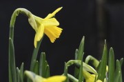 柑橘什么時(shí)候發(fā)芽？掌握春季萌芽時(shí)間與栽培管理要點(diǎn)