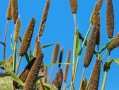 柑橘開(kāi)春管理技術(shù)指導(dǎo)（柑橘開(kāi)春幾月施肥最佳）