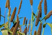 柑橘開(kāi)春管理技術(shù)指導(dǎo)（柑橘開(kāi)春幾月施肥最佳）