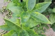 柑橘種植技術(shù)視頻規(guī)范_怎么快速把三農(nóng)做好做大做強