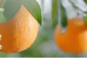 柑橘種植管理技術2021_隘口鎮(zhèn)壩芒村總人口