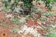 廣西青皮蜜桔種植技術(shù)（青皮蜜桔幾月份可以上市）