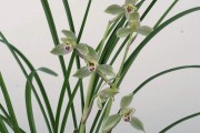 黃美人柑橘種植管理技術(shù)_你見(jiàn)過(guò)最性感的電視女演員是誰(shuí)
