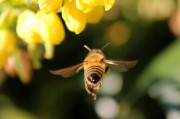 原產(chǎn)地直擊！宜昌柑橘直播帶貨火熱開(kāi)播，限時(shí)特惠搶鮮購(gòu)！