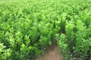 柑橘第一年病蟲害防治_2年時(shí)間全果園就能被感染