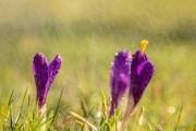 柑橘春梢出芽視頻素材：高清實(shí)拍春季新芽生長(zhǎng)全過(guò)程及管理技巧