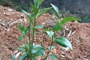 柑橘幼苗種植技術與管理_桔子樹嫁接發(fā)芽以后怎么管理