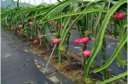 柑橘種植技術(shù)規(guī)程制度_贛南臍橙黃龍病會不會消失