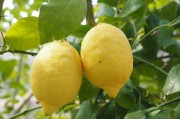 川津1號柑菊：新銳柑橘品種的栽培優(yōu)勢與健康價值探析