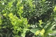 種植柑橘管理技術(shù)方法_三個(gè)月大的柑橘幼樹苗施什么肥比較好