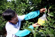 洞口柑橘種植技術_蜜橘主要產地是哪里