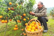 柑橘種植與施肥技術(shù)_桔子樹(shù)施什么肥最好