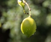 強柑橘?；ū９幣琶ǜ探郾；ū９πg(shù)）