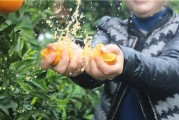 柑橘種植技術百科視頻教程_2020沙糖桔的價格如何