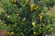 沃柑橘種植技術(shù)6_沃柑扦插繁殖方法