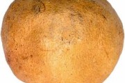 怎樣栽柑橘成活率高？掌握這5個(gè)科學(xué)步驟讓果樹茁壯成長(zhǎng)