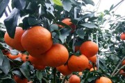 愛(ài)媛柑橘栽培病蟲(chóng)害_感覺(jué)今年的水果類好貴哦