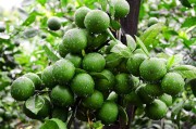 農(nóng)村柑橘種植技術(shù)視頻_柑橘樹苗移栽葉子都枯了