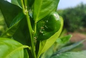 第一書(shū)記柑橘種植技術(shù)視頻_2020宜昌杰出十大青年