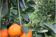 紅美女柑橘種植技術(shù)_山地種柑如何開墾