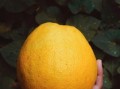 柑橘陽(yáng)光1號(hào)容易出現(xiàn)裂果原因探析及環(huán)境管理影響因素解析