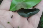 小柑橘種植管理技術(shù)_防止果樹(shù)在冬天出現(xiàn)凍害的方法有哪些