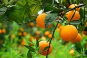 西班牙柑橘種植果園技術(shù)_種什么桔子產(chǎn)量高又甜 西班牙柑橘種植果園技術(shù)_種什么桔子產(chǎn)量高又甜