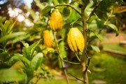 盆栽柑橘種植技術(shù)與管理_盆栽柑橘的養(yǎng)殖方法