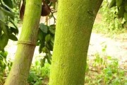 柑橘秋季防病蟲害方案_金秋沙糖橘怎么種植