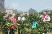 柑橘病蟲害田間調(diào)查報(bào)告_百香果有病蟲害怎么解決
