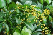 陽(yáng)性柑橘種植技術(shù)_防治薊馬用什么藥好