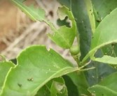 柑橘幼果種植技術(shù)_柑橘保花最佳時間