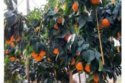 紅美人柑橘種植栽培技術(shù)_紅美人柑橘苗最佳什么時候種植
