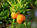 柑橘紅美人多少錢一斤？2023年產(chǎn)地直供價格與市場行情解析