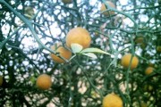 山西柑橘大棚種植技術(shù)與管理_當(dāng)前菜市豬肉持續(xù)高漲的原因是什么