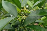 柑橘種植時(shí)害怕什么病蟲害_使用敵敵畏對(duì)沙糖桔有什么影響