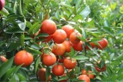 三年柑橘種植技術(shù)_春見柑橘的種植技術(shù)是什么