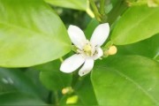 柑橘種植每月技術(shù)_如何促進(jìn)柑橘著色好