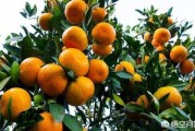 十一畝柑橘種植技術(shù)_它還能撐起廣西柑橘業(yè)