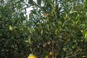 柑橘種植技術(shù)專家答案大全_柑橘的種植距離要多遠(yuǎn)才行 柑橘種植技術(shù)專家答案大全_柑橘的種植距離要多遠(yuǎn)才行