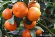 廣西柑橘病蟲害發(fā)生特點(diǎn)_龍眼園為何會發(fā)生白蛾蠟蟬危害
